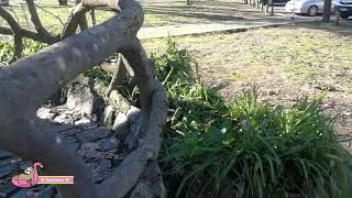 Parque Sao Joao da Ponte, Braga Part 1 🇵🇹🌲🌲🍃🍃