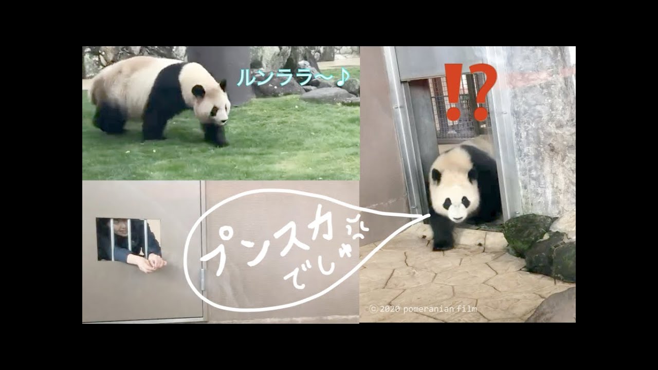 (Panda видео) [2/17/20 принято] Saihin / Saihin вызывается хранитель зоопарка /