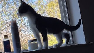 Oreo finally jumps on window edge