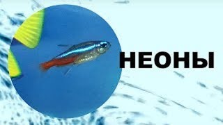 Неон. Уход, виды, совместимость и размножение. Неон. Уход, виды, совместимость и размножение.