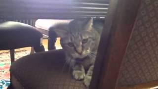Harry the Mean Cat Hissed at Me and Then He Hit Me