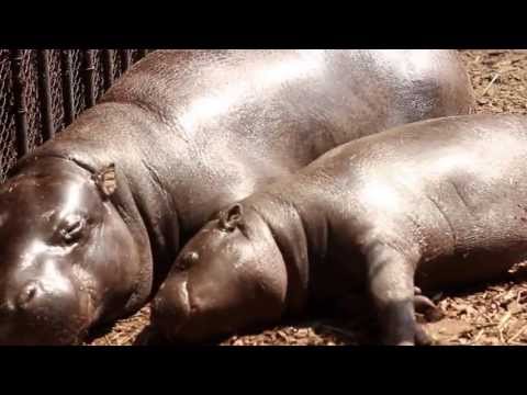 Baby Hippo And His Mother Sunbathing  /  リトルカバと彼の母親の日光浴