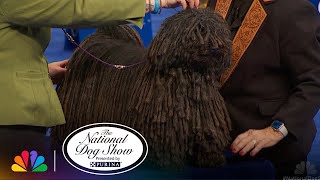 The Puli | The National Dog Show Presented by Purina | NBC