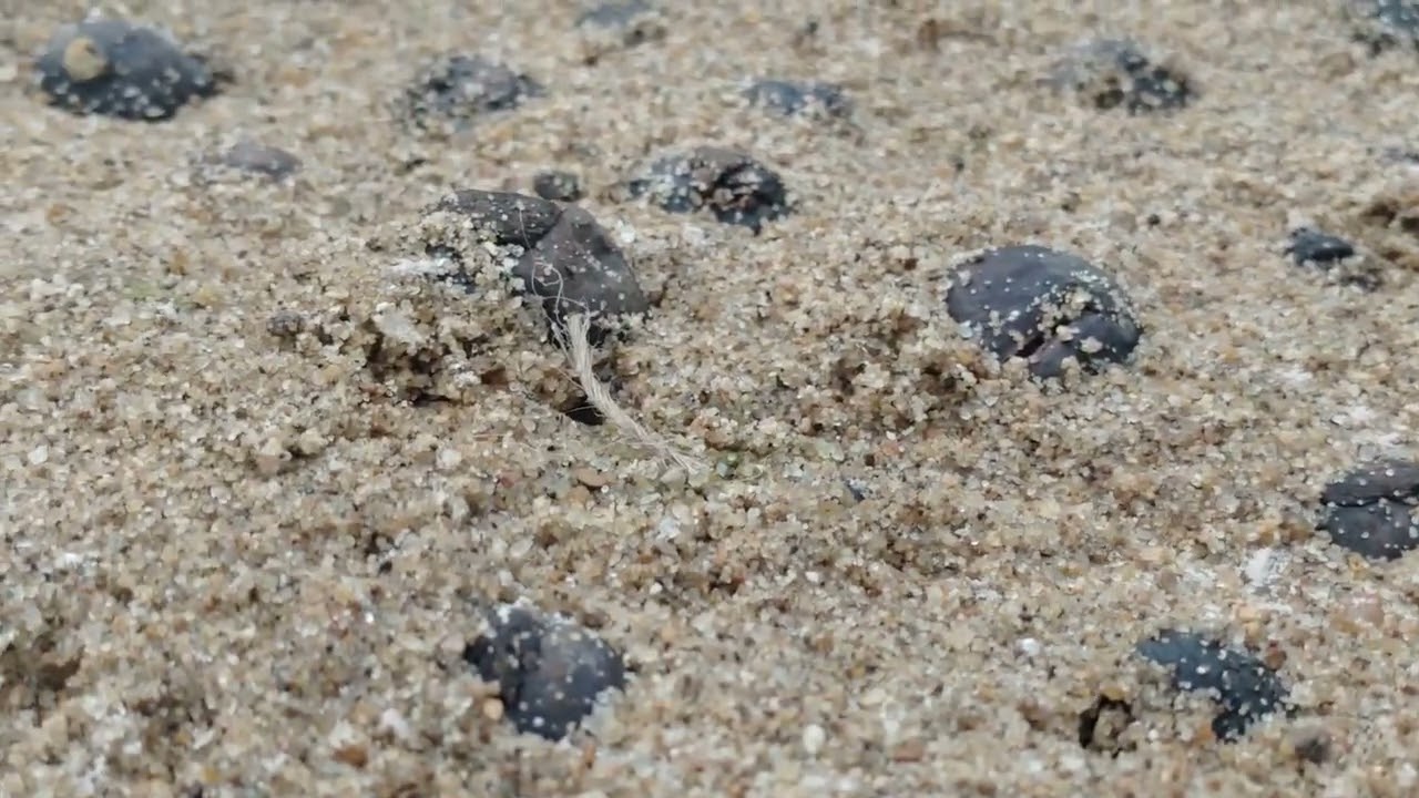 Macadamia nut seed bed process