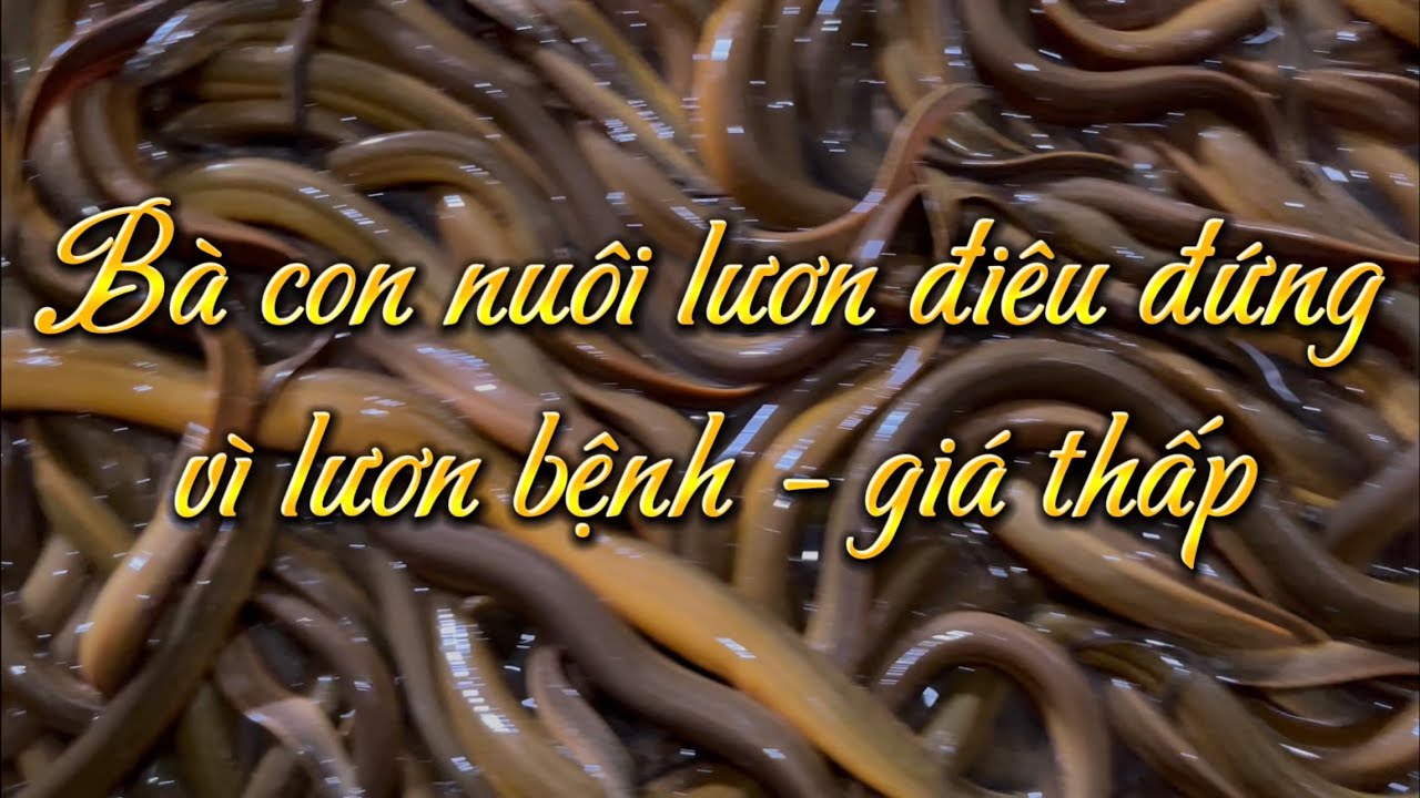 Bà con nuôi lươn điêu đứng vì lươn bệnh - giá thấp