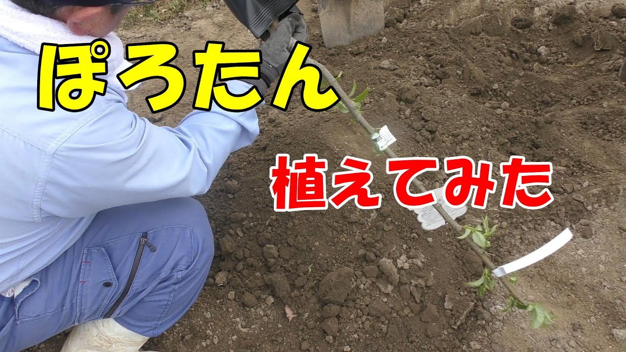 「ぽろたん」という栗植えます