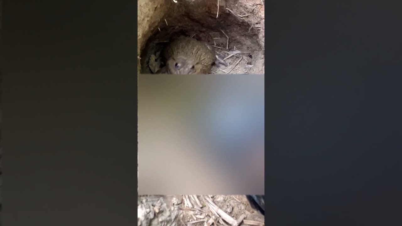 Prank with a frog to make it angry. 