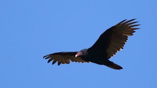 TRUST YOUR ALCHEMY🪄you are NOT the enemy🖤 ~turkey vulture message 