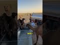 Почему вода может погубить верблюда в пустыне 😯