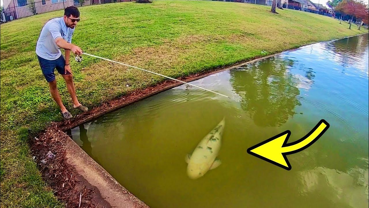 ONCE in a LIFETIME CATCH in a CITY POND!!