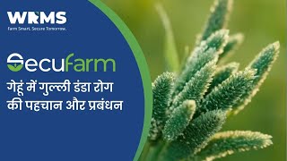 Phalaris minor control in wheat | गेहूं में गुल्ली डंडा की पहचान और प्रबंधन| WRMS [Hindi] screenshot 5