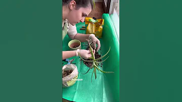 Удалила гнилые корни и пересадила алоэ во время выездного ухода 🛺 #растения #цветы #выезд