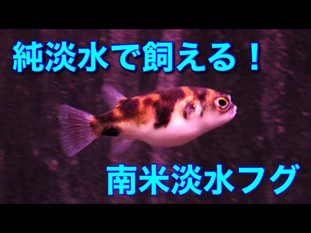 南米淡水フグ水槽フルセット 南米淡水フグ(1匹) | チャーム