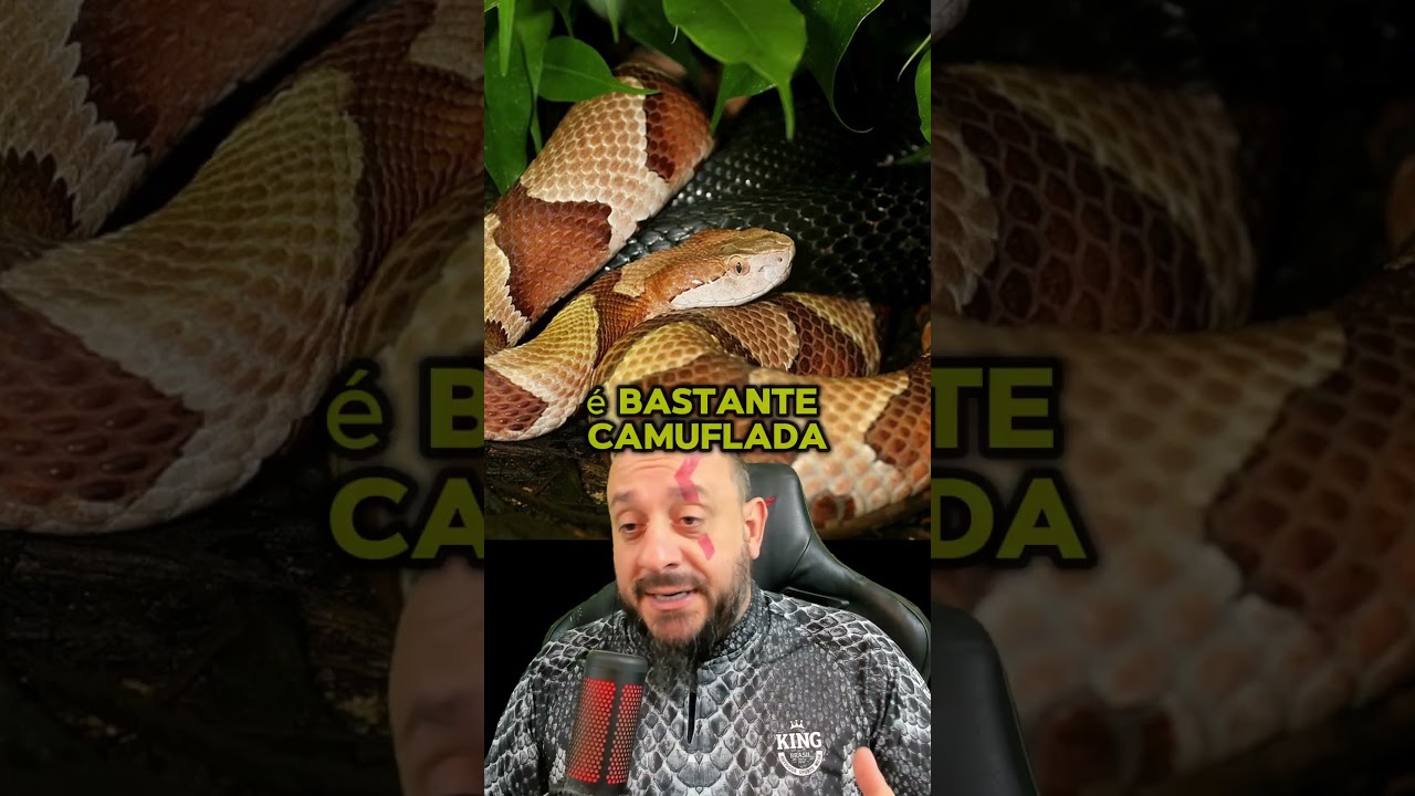 Foi picado por uma cabeça de cobre, Agkistrodon contortrix.