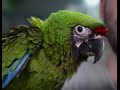 AVES - El guacamayo Ara Militaris. Una especie protegida espectacular