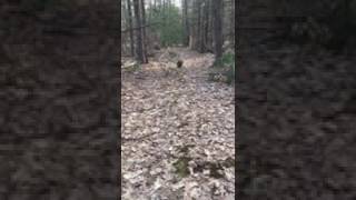 Porcupine Run