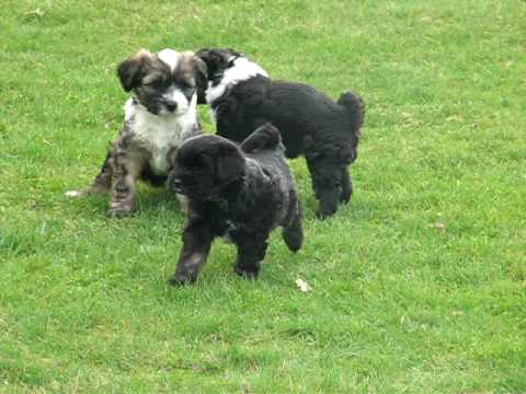 lisapups 7weken terrein KC 020