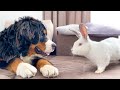 Bernese Mountain Dog Funny Reacts to Rabbit! の動画、YouTube動画。