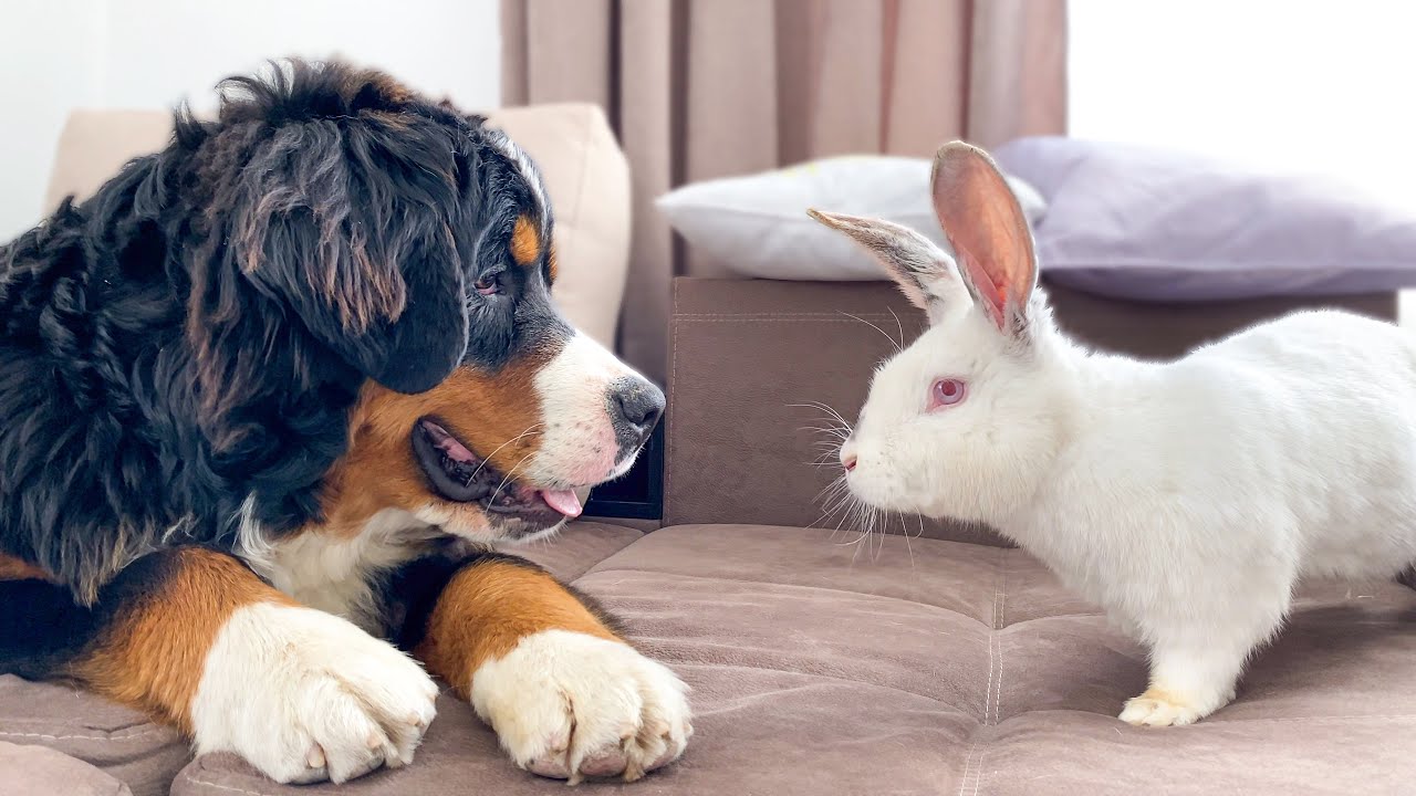 Bernese Mountain Dog Funny Reacts to Rabbit! - YouTube