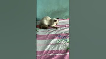 #dj #remix #cat #catmusic #music #catlover #catvideos #cute #pawsome #pets