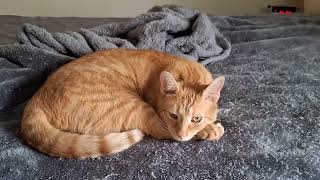 Cute Orange Tabby Sleeping on my Bed