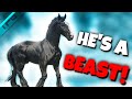 This horse is unique raven black shire overview      rdr2