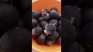 Unique And Rare Fruit From Indonesia Namely The Karamunting Fruit karamunting rarefruitindonesia