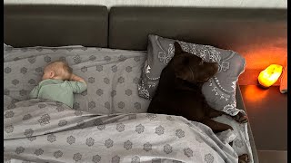 My Dog and My Baby Sleep Together! Adorable Moment!