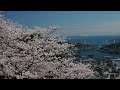 尾道の桜🌸令和4年4月3日🐯