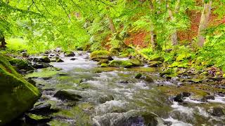 4K HDR Wonderful colours of Forest river in spring. Peaceful flowing water sound of river.