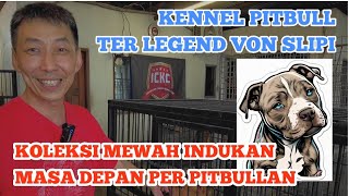 KENNEL PITBULL LEGENDARIS 👁 VON SLIPI KOLEKSI INDUKAN MEWAH TERBARU by Putra Fajar 88 2,219 views 2 months ago 16 minutes