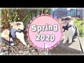 1re promenade de printemps de ma lapine  spring 2020