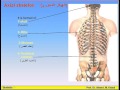 06 -The Skeleton - Anatomy Intro Dr Ahmed Kamal