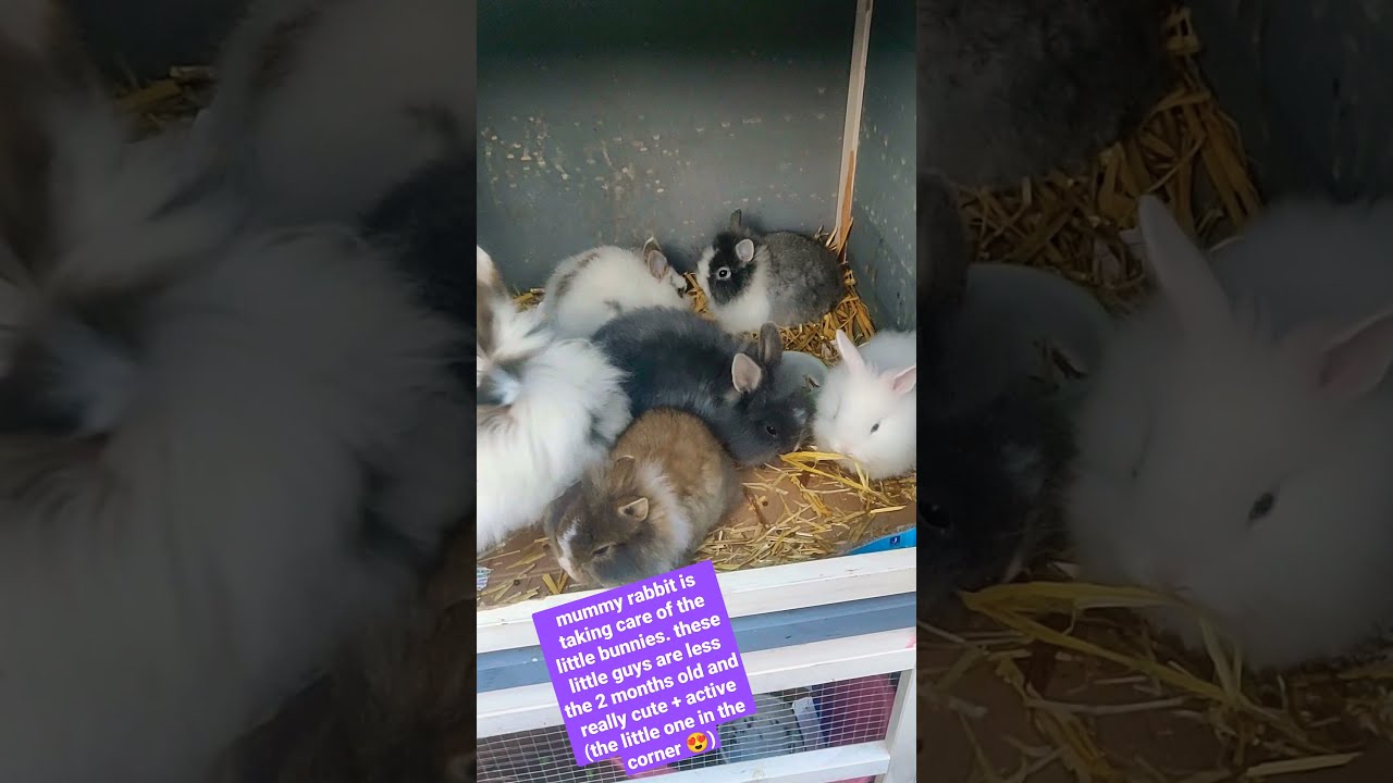rabbit mum taking care of little bunnies in cage #shorts #pets #bunny # ...