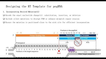 Prime Editing Guide RNA (pegRNA) Design: Principles and Strategies