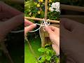 Tuto utile au jardin  comment attacher bambous ensemble pour avoir des tuteurs solides  diy