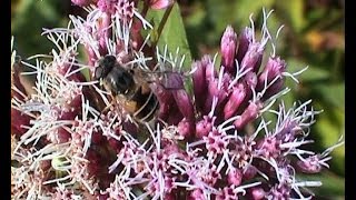 Eristalis interrupta pestřenka