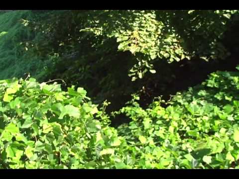 მწვანე კონცხი (green cape)