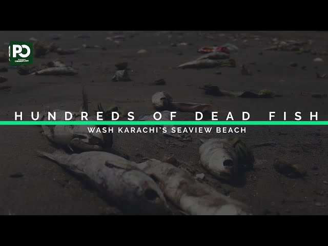 Hundreds of dead Fish washed up on Karachi's Seaview Beach | Pakistan Observer class=