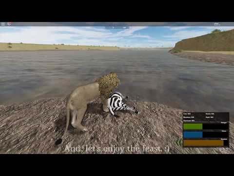 Roblox Testing A Hunting A Warthog And A Zebra As A Male Lion Youtube - male lion roblox
