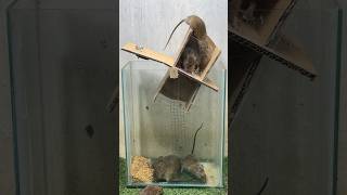 Best Home Mouse Trap/Best Mouse Trap Idea #Mousetrap #Mousetrap2022