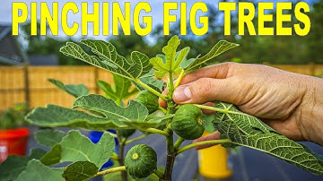 When, Why And How To Pinching Fig Trees To Force Early Fruiting