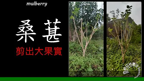 桑葚.7，丰产的关键时刻.         【How & Why】Mulberry pruning. 猛大剪出大果实 - 天天要闻