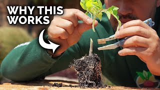 A Tomato Growing Trick That Seems Insane But Works Like A Charm