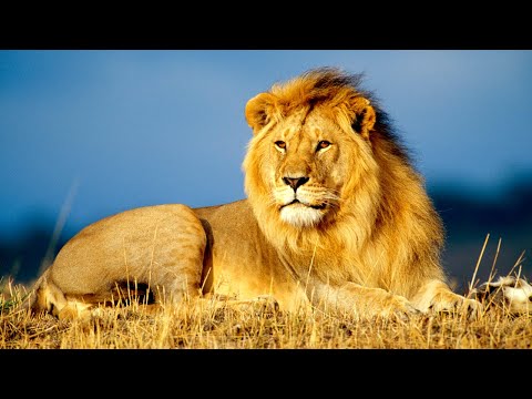 Видео: Жизнь львиного прайда