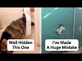 Idiot Dogs That Will Crack You Up