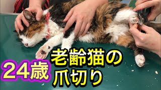 【老猫の爪切り】爪の形がこんな風になってきます。