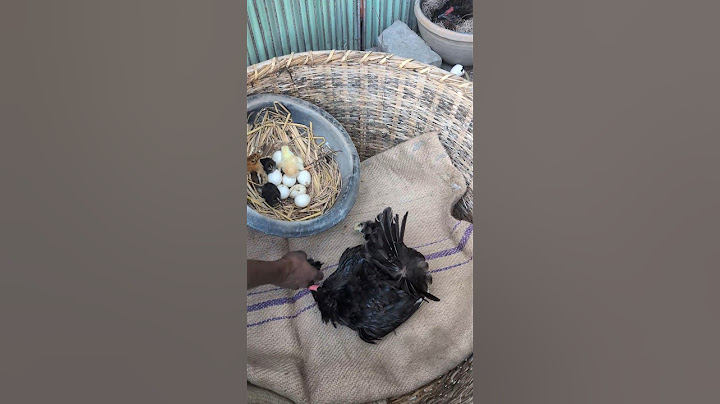 New Beginnings: Chicks Hatch Under Black Hen