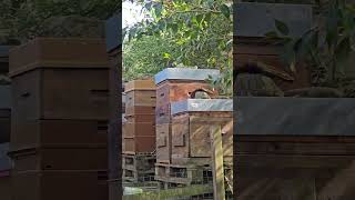 ça bosse fort 🐝🐝🐝 #apiculture #bee #abeille #beekeeping #ruche #miel #miellés