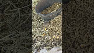 Field mice steal corn in the snowy rabbit colony. #mouse
